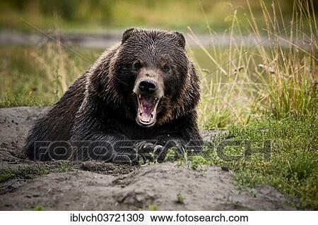 "Grizzly Bear (Ursus arctos horribilis) with wide open jaws, threatening gesture, Valdez, Alaska, United States, North America" View Large Photo Image Stock Photo - "Grizzly Bear (Ursus arctos horribilis) with wide open jaws, threatening gesture, Valdez, Alaska, United States, North America". Fotosearch