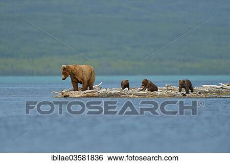 "Grizzly Bear (Ursus arctos horribilis) mother bear with three cubs at Brooks Falls, Katmai National Park and Preserve, Alaska, United States, North America" View Large Photo Image Stock Photograph - "Grizzly Bear (Ursus arctos horribilis) mother bear with three cubs at Brooks Falls, Katmai National Park and Preserve, Alaska, United States, North America". Fotosearch
