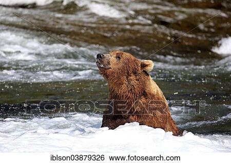 "Grizzly Bear (Ursus arctos horribilis) adult, foraging in the water, Brooks River, Katmai National Park and Preserve, Alaska, United States, North America" View Large Photo Image Stock Photograph - "Grizzly Bear (Ursus arctos horribilis) adult, foraging in the water, Brooks River, Katmai National Park and Preserve, Alaska, United States, North America". Fotosearch