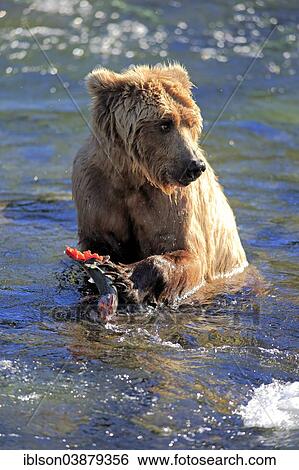 "Grizzly Bear (Ursus arctos horribilis) adult, feeding in the water, Brooks River, Katmai National Park and Preserve, Alaska, United States, North America" View Large Photo Image Stock Photograph - "Grizzly Bear (Ursus arctos horribilis) adult, feeding in the water, Brooks River, Katmai National Park and Preserve, Alaska, United States, North America". Fotosearch