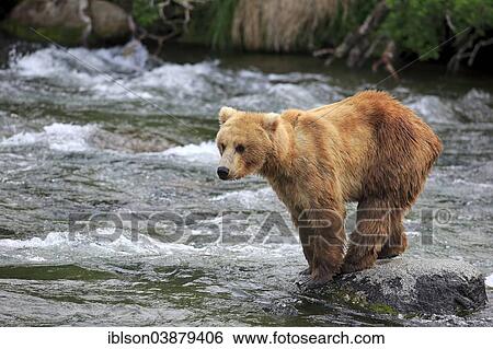 "Grizzly Bear (Ursus arctos horribilis) adult, standing on rock in the water, Brooks River, Katmai National Park and Preserve, Alaska, United States, North America" View Large Photo Image Stock Photograph - "Grizzly Bear (Ursus arctos horribilis) adult, standing on rock in the water, Brooks River, Katmai National Park and Preserve, Alaska, United States, North America". Fotosearch