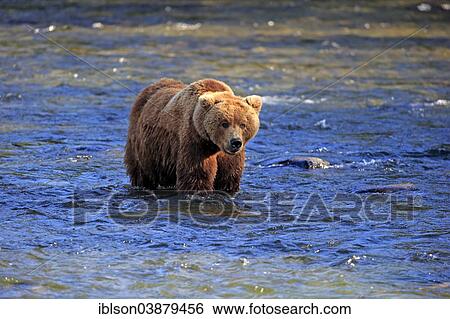 "Grizzly Bear (Ursus arctos horribilis) adult, foraging in the water, Brooks River, Katmai National Park and Preserve, Alaska, United States, North America" View Large Photo Image Stock Photograph - "Grizzly Bear (Ursus arctos horribilis) adult, foraging in the water, Brooks River, Katmai National Park and Preserve, Alaska, United States, North America". Fotosearch