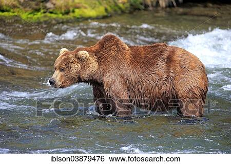 "Grizzly Bear (Ursus arctos horribilis) adult, foraging in the water, Brooks River, Katmai National Park and Preserve, Alaska, United States, North America" View Large Photo Image Stock Photograph - "Grizzly Bear (Ursus arctos horribilis) adult, foraging in the water, Brooks River, Katmai National Park and Preserve, Alaska, United States, North America". Fotosearch