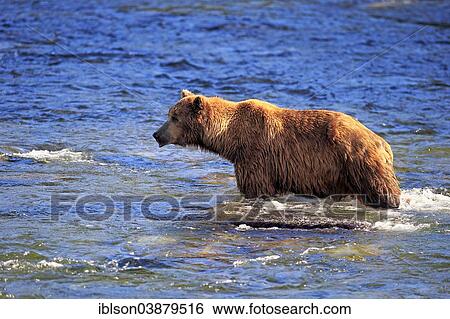 "Grizzly Bear (Ursus arctos horribilis) adult, foraging in the water, Brooks River, Katmai National Park and Preserve, Alaska, United States, North America" View Large Photo Image Stock Photograph - "Grizzly Bear (Ursus arctos horribilis) adult, foraging in the water, Brooks River, Katmai National Park and Preserve, Alaska, United States, North America". Fotosearch