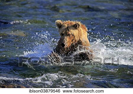 "Grizzly Bear (Ursus arctos horribilis) adult, hunting in the water, Brooks River, Katmai National Park and Preserve, Alaska, United States, North America" View Large Photo Image Stock Photograph - "Grizzly Bear (Ursus arctos horribilis) adult, hunting in the water, Brooks River, Katmai National Park and Preserve, Alaska, United States, North America". Fotosearch