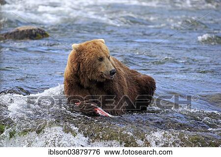 "Grizzly Bear (Ursus arctos horribilis) adult, in the water with a caught salmon, Brooks River, Katmai National Park and Preserve, Alaska, United States, North America" View Large Photo Image Stock Photograph - "Grizzly Bear (Ursus arctos horribilis) adult, in the water with a caught salmon, Brooks River, Katmai National Park and Preserve, Alaska, United States, North America". Fotosearch