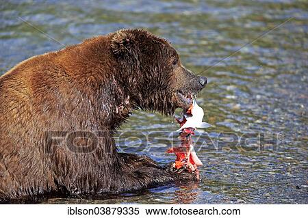 "Grizzly Bear (Ursus arctos horribilis) adult, feeding in the water, Brooks River, Katmai National Park and Preserve, Alaska, United States, North America" View Large Photo Image Stock Photography - "Grizzly Bear (Ursus arctos horribilis) adult, feeding in the water, Brooks River, Katmai National Park and Preserve, Alaska, United States, North America". Fotosearch