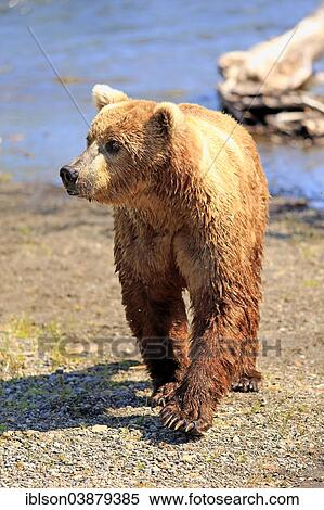 "Grizzly Bear (Ursus arctos horribilis) adult, Brooks River, Katmai National Park and Preserve, Alaska, United States, North America" View Large Photo Image Stock Photography - "Grizzly Bear (Ursus arctos horribilis) adult, Brooks River, Katmai National Park and Preserve, Alaska, United States, North America". Fotosearch