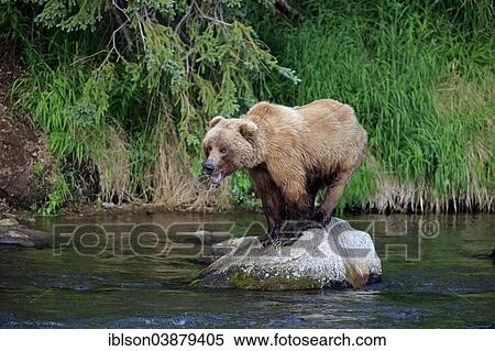 "Grizzly Bear (Ursus arctos horribilis) adult, standing on rock in the water, Brooks River, Katmai National Park and Preserve, Alaska, United States, North America" View Large Photo Image Stock Photography - "Grizzly Bear (Ursus arctos horribilis) adult, standing on rock in the water, Brooks River, Katmai National Park and Preserve, Alaska, United States, North America". Fotosearch