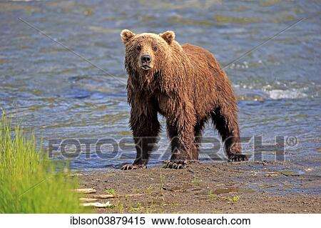 "Grizzly Bear (Ursus arctos horribilis) adult, waterfront, Brooks River, Katmai National Park and Preserve, Alaska, United States, North America" View Large Photo Image Stock Photography - "Grizzly Bear (Ursus arctos horribilis) adult, waterfront, Brooks River, Katmai National Park and Preserve, Alaska, United States, North America". Fotosearch