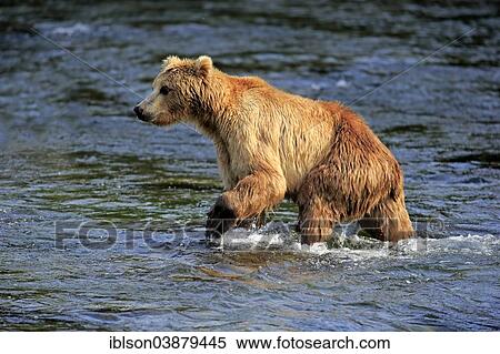 Stock Photography - "Grizzly Bear (Ursus arctos horribilis) adult, foraging in the water, Brooks River, Katmai National Park and Preserve, Alaska, United States, North America". Fotosearch
