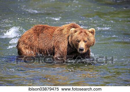 Stock Photography - "Grizzly Bear (Ursus arctos horribilis) adult, foraging in the water, Brooks River, Katmai National Park and Preserve, Alaska, United States, North America". Fotosearch