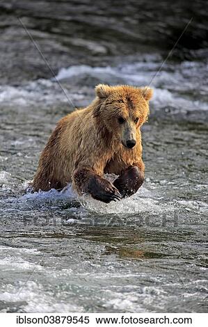 "Grizzly Bear (Ursus arctos horribilis) adult, hunting in the water, Brooks River, Katmai National Park and Preserve, Alaska, United States, North America" View Large Photo Image Stock Photography - "Grizzly Bear (Ursus arctos horribilis) adult, hunting in the water, Brooks River, Katmai National Park and Preserve, Alaska, United States, North America". Fotosearch