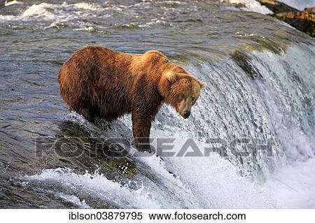 "Grizzly Bear (Ursus arctos horribilis) adult, foraging for food in the water, Brooks River, Brooks Falls, Katmai National Park and Preserve, Alaska, United States, North America" View Large Photo Image Stock Photography - "Grizzly Bear (Ursus arctos horribilis) adult, foraging for food in the water, Brooks River, Brooks Falls, Katmai National Park and Preserve, Alaska, United States, North America". Fotosearch