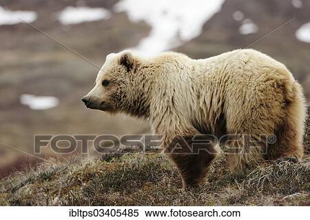 "Grizzly Bear (Ursus arctos horribilis) in the Arctic tundra, Denali National Park, Alaska, United States, North America" View Large Photo Image Stock Photography - "Grizzly Bear (Ursus arctos horribilis) in the Arctic tundra, Denali National Park, Alaska, United States, North America". Fotosearch