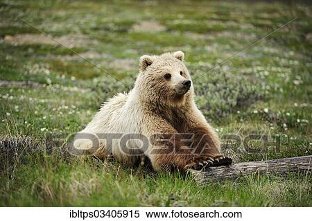 "Grizzly Bear (Ursus arctos horribilis) rolling a sawed-off tree trunk through the Arctic tundra, Denali National Park, Alaska, United States, North America" View Large Photo Image Stock Photography - "Grizzly Bear (Ursus arctos horribilis) rolling a sawed-off tree trunk through the Arctic tundra, Denali National Park, Alaska, United States, North America". Fotosearch