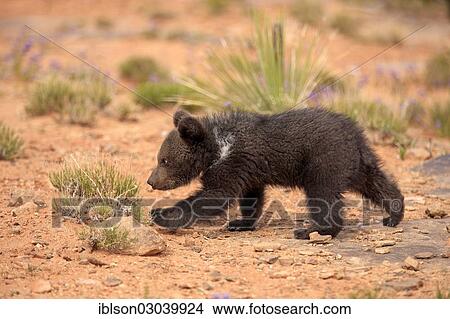 "Grizzly Bear (Ursus arctos horribilis), cub, Utah, United States, North America" View Large Photo Image Picture - "Grizzly Bear (Ursus arctos horribilis), cub, Utah, United States, North America". Fotosearch