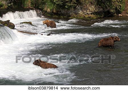 "Grizzly Bear (Ursus arctos horribilis), group in the water foraging, hunting, Brooks River, Katmai National Park and Preserve, Alaska, United States, North America" View Large Photo Image Picture - "Grizzly Bear (Ursus arctos horribilis), group in the water foraging, hunting, Brooks River, Katmai National Park and Preserve, Alaska, United States, North America". Fotosearch
