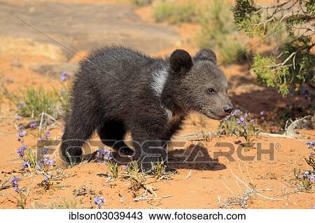 Stock Image - "Grizzly Bear (Ursus arctos horribilis), cub, Utah, United States, North America". Fotosearch