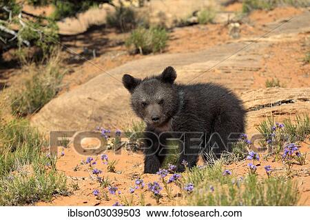 "Grizzly Bear (Ursus arctos horribilis), cub, Utah, United States, North America" View Large Photo Image Stock Image - "Grizzly Bear (Ursus arctos horribilis), cub, Utah, United States, North America". Fotosearch