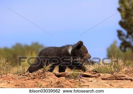 Stock Image - "Grizzly Bear (Ursus arctos horribilis), cub, running, Utah, United States, North America". Fotosearch