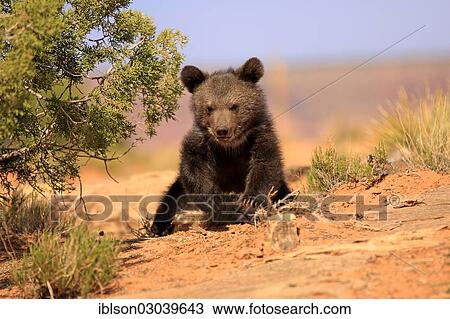 "Grizzly Bear (Ursus arctos horribilis), cub, Utah, United States, North America" View Large Photo Image Stock Image - "Grizzly Bear (Ursus arctos horribilis), cub, Utah, United States, North America". Fotosearch
