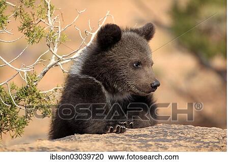 "Grizzly Bear (Ursus arctos horribilis), cub, Utah, United States, North America" View Large Photo Image Stock Image - "Grizzly Bear (Ursus arctos horribilis), cub, Utah, United States, North America". Fotosearch