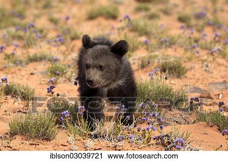 "Grizzly Bear (Ursus arctos horribilis), cub, Utah, United States, North America" View Large Photo Image Stock Image - "Grizzly Bear (Ursus arctos horribilis), cub, Utah, United States, North America". Fotosearch