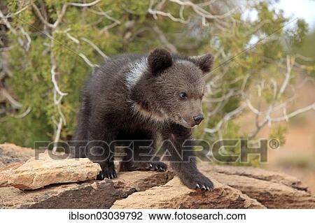 "Grizzly Bear (Ursus arctos horribilis), cub, Utah, United States, North America" View Large Photo Image Stock Image - "Grizzly Bear (Ursus arctos horribilis), cub, Utah, United States, North America". Fotosearch