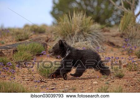 "Grizzly Bear (Ursus arctos horribilis), cub, running, Utah, United States, North America" View Large Photo Image Stock Image - "Grizzly Bear (Ursus arctos horribilis), cub, running, Utah, United States, North America". Fotosearch