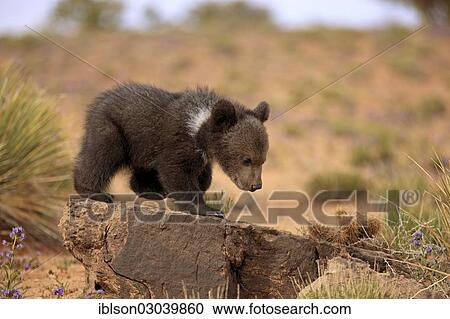 "Grizzly Bear (Ursus arctos horribilis), cub, Utah, United States, North America" View Large Photo Image Stock Image - "Grizzly Bear (Ursus arctos horribilis), cub, Utah, United States, North America". Fotosearch