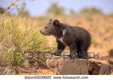 "Grizzly Bear (Ursus arctos horribilis), cub standing on a rock, Utah, United States, North America" View Large Photo Image Stock Image - "Grizzly Bear (Ursus arctos horribilis), cub standing on a rock, Utah, United States, North America". Fotosearch