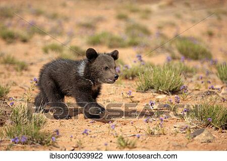 "Grizzly Bear (Ursus arctos horribilis), cub, Utah, United States, North America" View Large Photo Image Stock Image - "Grizzly Bear (Ursus arctos horribilis), cub, Utah, United States, North America". Fotosearch