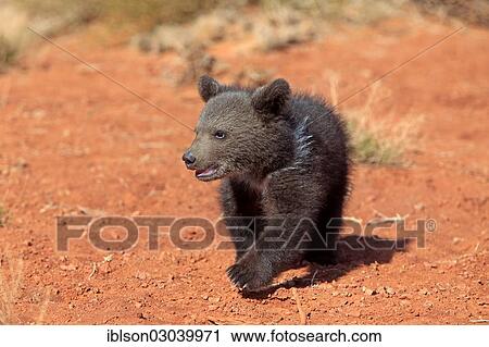 "Grizzly Bear (Ursus arctos horribilis), cub, running, Utah, United States, North America" View Large Photo Image Stock Image - "Grizzly Bear (Ursus arctos horribilis), cub, running, Utah, United States, North America". Fotosearch