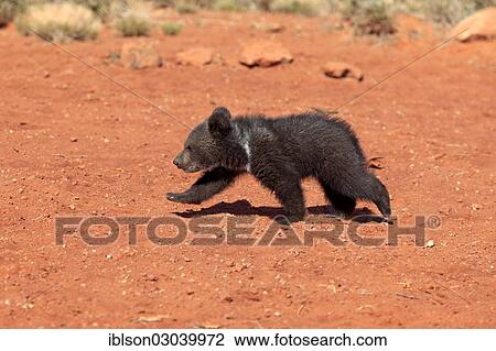 "Grizzly Bear (Ursus arctos horribilis), cub, running, Utah, United States, North America" View Large Photo Image Stock Image - "Grizzly Bear (Ursus arctos horribilis), cub, running, Utah, United States, North America". Fotosearch