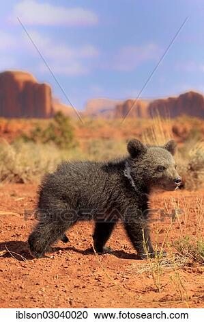 "Grizzly Bear (Ursus arctos horribilis), cub, Utah, United States, North America" View Large Photo Image Stock Image - "Grizzly Bear (Ursus arctos horribilis), cub, Utah, United States, North America". Fotosearch