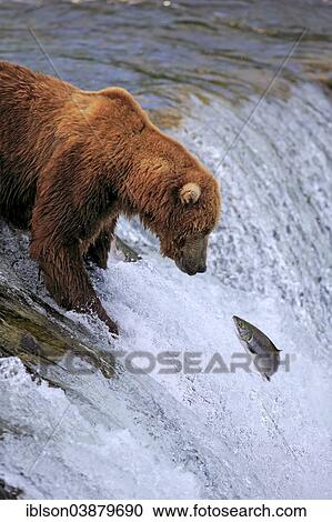 "Grizzly Bear (Ursus arctos horribilis), adult, in the water, hunting salmon, Brooks River, Katmai National Park and Preserve, Alaska, United States, North America" View Large Photo Image Stock Image - "Grizzly Bear (Ursus arctos horribilis), adult, in the water, hunting salmon, Brooks River, Katmai National Park and Preserve, Alaska, United States, North America". Fotosearch