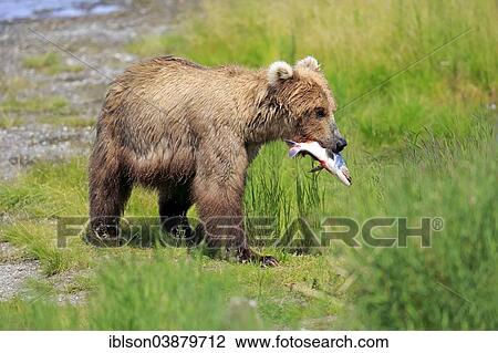 "Grizzly Bear (Ursus arctos horribilis), with a captured salmon, Brooks River, Katmai National Park and Preserve, Alaska, United States, North America" View Large Photo Image Stock Image - "Grizzly Bear (Ursus arctos horribilis), with a captured salmon, Brooks River, Katmai National Park and Preserve, Alaska, United States, North America". Fotosearch