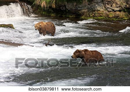 "Grizzly Bear (Ursus arctos horribilis), two bears in the water foraging, hunting, Brooks River, Brooks Falls, Katmai National Park and Preserve, Alaska, United States, North America" View Large Photo Image Stock Image - "Grizzly Bear (Ursus arctos horribilis), two bears in the water foraging, hunting, Brooks River, Brooks Falls, Katmai National Park and Preserve, Alaska, United States, North America". Fotosearch