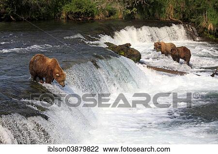 "Grizzly Bear (Ursus arctos horribilis), group in the water foraging, hunting, Brooks River, Katmai National Park and Preserve, Alaska, United States, North America" View Large Photo Image Stock Image - "Grizzly Bear (Ursus arctos horribilis), group in the water foraging, hunting, Brooks River, Katmai National Park and Preserve, Alaska, United States, North America". Fotosearch