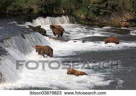 "Grizzly Bear (Ursus arctos horribilis), group in the water foraging, hunting, Brooks River, Katmai National Park and Preserve, Alaska, United States, North America" View Large Photo Image Stock Image - "Grizzly Bear (Ursus arctos horribilis), group in the water foraging, hunting, Brooks River, Katmai National Park and Preserve, Alaska, United States, North America". Fotosearch