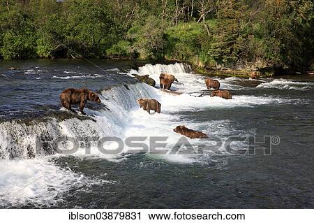 "Grizzly Bear (Ursus arctos horribilis), group in the water foraging, hunting, Brooks River, Katmai National Park and Preserve, Alaska, United States, North America" View Large Photo Image Stock Image - "Grizzly Bear (Ursus arctos horribilis), group in the water foraging, hunting, Brooks River, Katmai National Park and Preserve, Alaska, United States, North America". Fotosearch