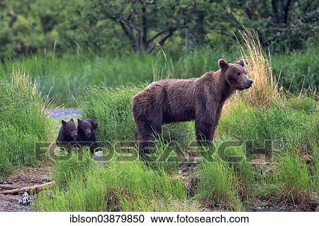 "Grizzly Bear (Ursus arctos horribilis), adult, mother and cubs, at the water, foraging, Brooks River, Katmai National Park and Preserve, Alaska, United States, North America" View Large Photo Image Stock Image - "Grizzly Bear (Ursus arctos horribilis), adult, mother and cubs, at the water, foraging, Brooks River, Katmai National Park and Preserve, Alaska, United States, North America". Fotosearch