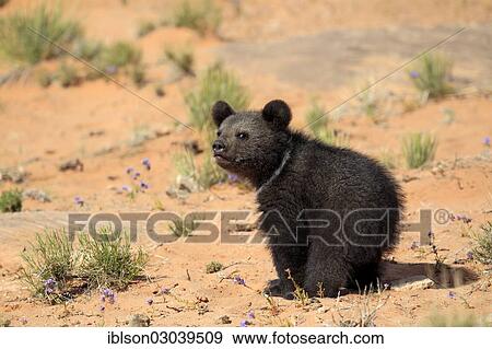 "Grizzly Bear (Ursus arctos horribilis), cub, Utah, United States, North America" View Large Photo Image Stock Photo - "Grizzly Bear (Ursus arctos horribilis), cub, Utah, United States, North America". Fotosearch