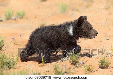"Grizzly Bear (Ursus arctos horribilis), cub, Utah, United States, North America" View Large Photo Image Stock Photo - "Grizzly Bear (Ursus arctos horribilis), cub, Utah, United States, North America". Fotosearch