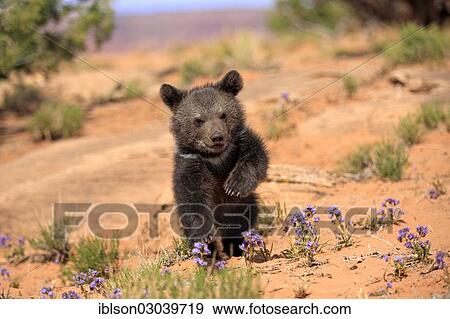 "Grizzly Bear (Ursus arctos horribilis), cub, with raised front paw, Utah, United States, North America" View Large Photo Image Stock Photo - "Grizzly Bear (Ursus arctos horribilis), cub, with raised front paw, Utah, United States, North America". Fotosearch