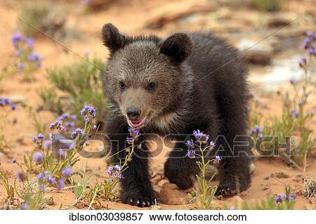 "Grizzly Bear (Ursus arctos horribilis), cub, Utah, United States, North America" View Large Photo Image Stock Photo - "Grizzly Bear (Ursus arctos horribilis), cub, Utah, United States, North America". Fotosearch