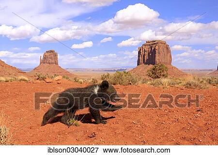 "Grizzly Bear (Ursus arctos horribilis), cub, Utah, United States, North America" View Large Photo Image Stock Photo - "Grizzly Bear (Ursus arctos horribilis), cub, Utah, United States, North America". Fotosearch