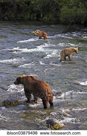 "Grizzly Bear (Ursus arctos horribilis), three bears foraging for food in the water, Brooks River, Katmai National Park and Preserve, Alaska, United States, North America" View Large Photo Image Stock Photo - "Grizzly Bear (Ursus arctos horribilis), three bears foraging for food in the water, Brooks River, Katmai National Park and Preserve, Alaska, United States, North America". Fotosearch