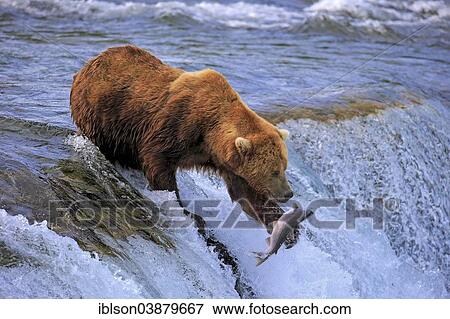 "Grizzly Bear (Ursus arctos horribilis), adult, with a captured salmon in the water, Brooks River, Katmai National Park and Preserve, Alaska, United States, North America" View Large Photo Image Stock Photo - "Grizzly Bear (Ursus arctos horribilis), adult, with a captured salmon in the water, Brooks River, Katmai National Park and Preserve, Alaska, United States, North America". Fotosearch